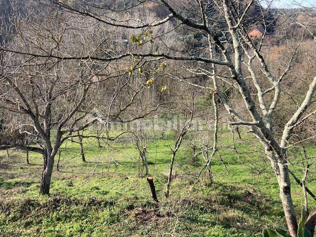 Terreno agricolo in Vendita - immagine 8 di 14