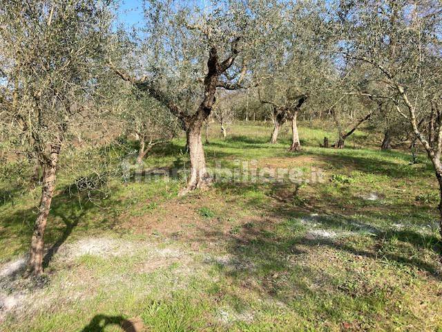 Terreno agricolo in Vendita - immagine 13 di 14